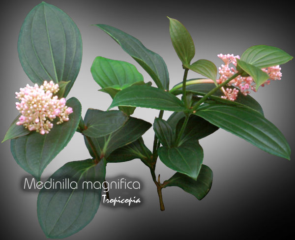 Fleur - Medinilla magnifica -  - Rose grape